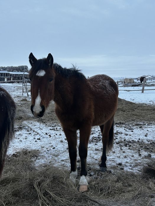 Құнан 1.5 жаста екеуі