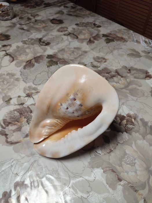 Королевская ракушка