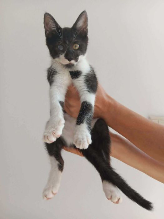 Котенце- момиченце на 3 месеца търси дом