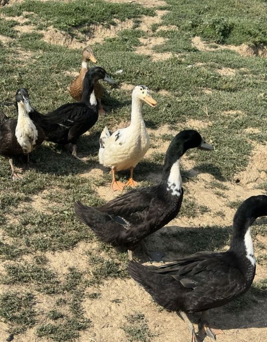 Rațoi si Rațe romanesti