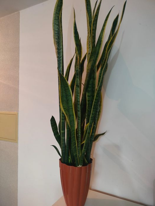 Щучий хвост. Растение.