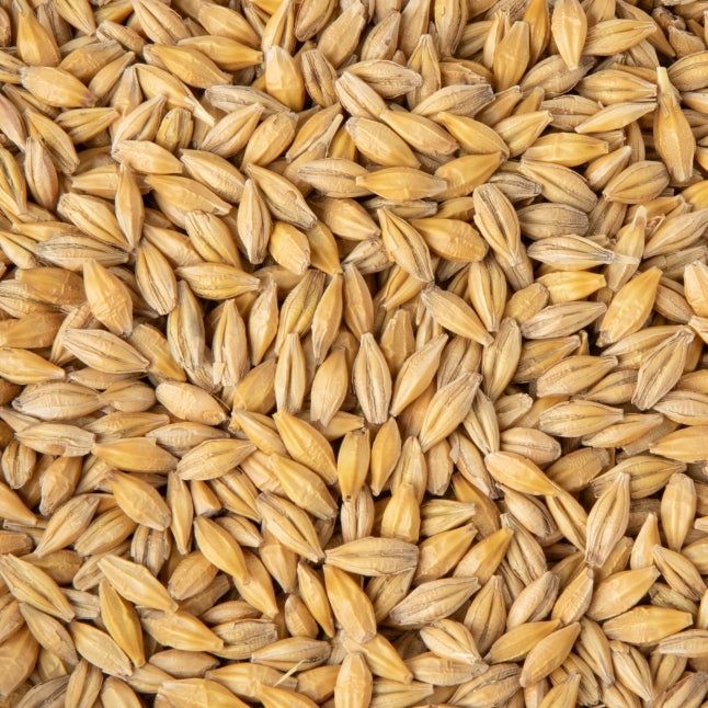 Orz de toamna si triticale de vanzare