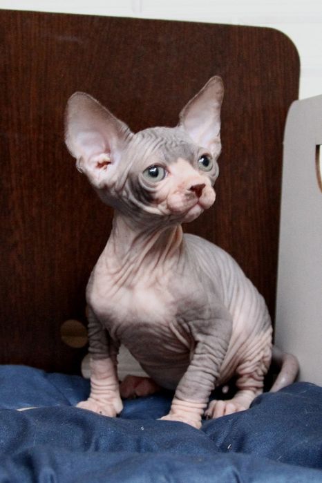 Канадский сфинкс. Котята