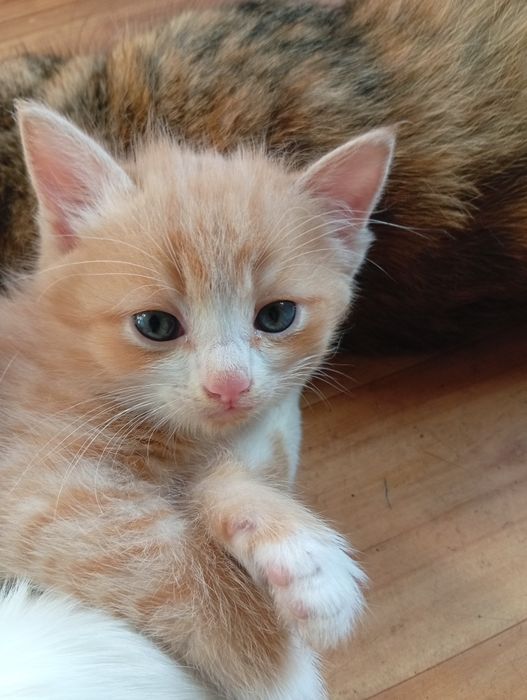 Бесплатно котята