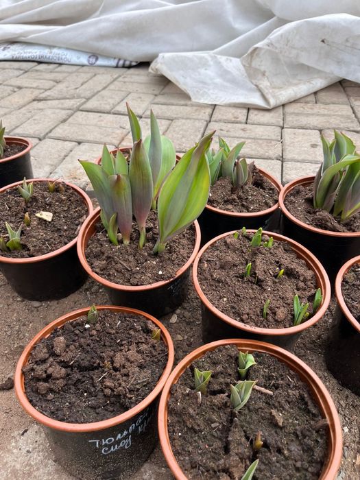 Тюльпаны нарциссы