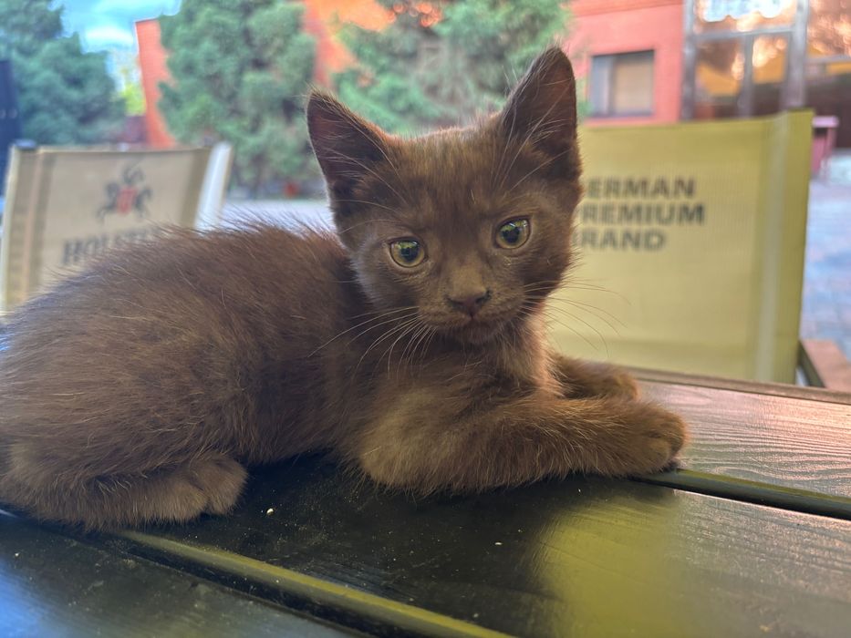 котенок шоколадка