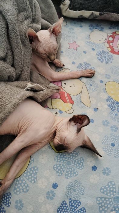 pui pisica rasa pura