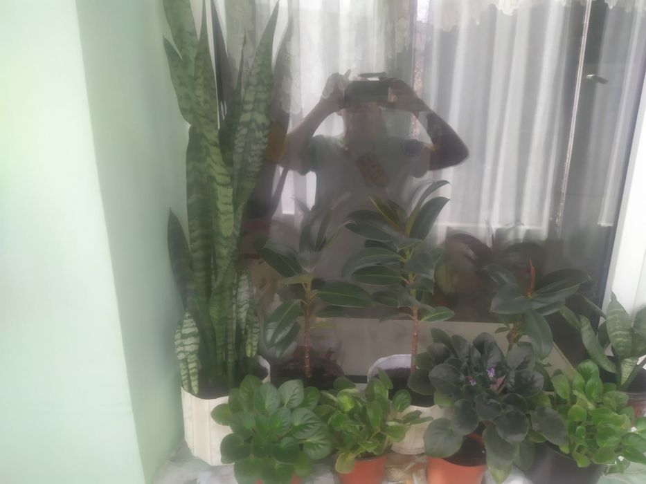 Продам комнатные растения