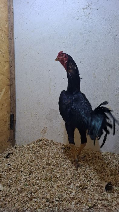 Продам петуха дакана
