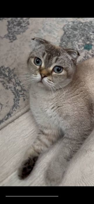 Скоттиш фолд продается