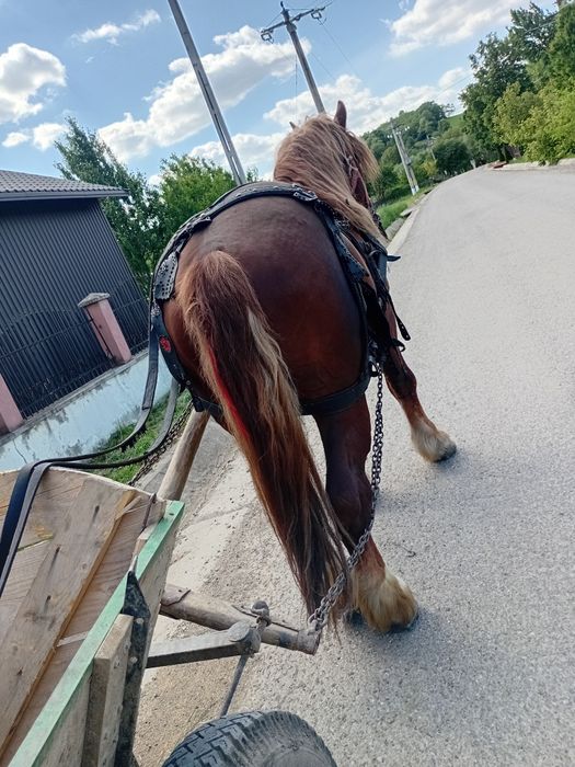 De vânzare harmasar în vârsta de 3 ani