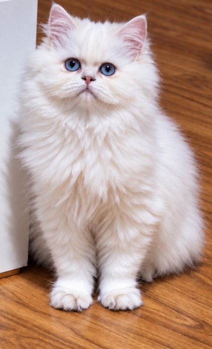Fetiță British Longhair -certificat pedigree