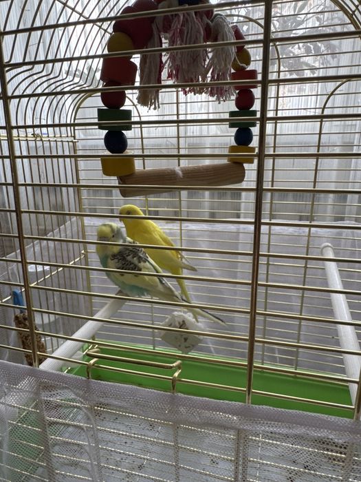Продам волнистых попугаев