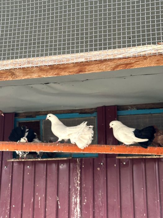 Голуби- павлины , гривуны