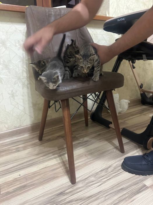 Котята в подарок
