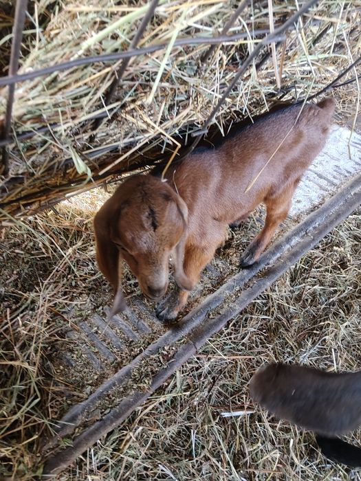 Козлята , самцы, 2 шт нубийцы