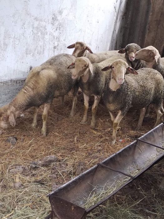 Oi lacaune tineret !