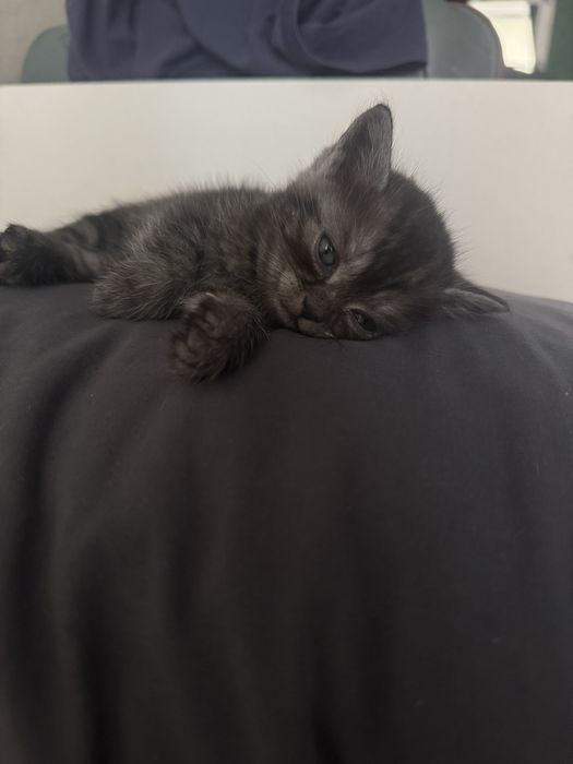 Отдам котят в добрые руки