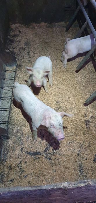 Продаются поросята