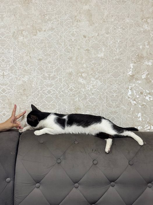 Отдаём кота даром в добрые руки.