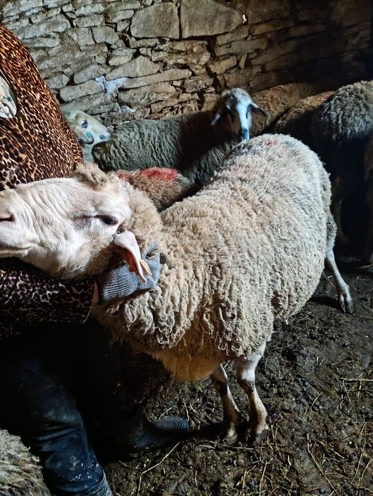 Коч за продаване