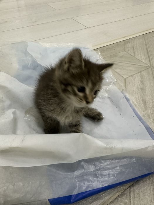 Котенок 1,5 месяца