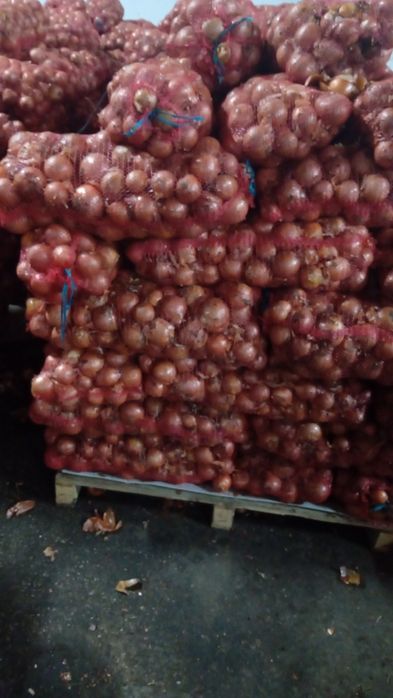 Ceapă calitate 1 -1.4lei  kg morcov 1.5 lei kg