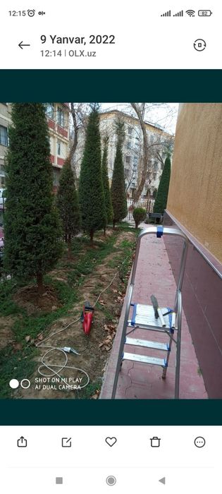 Archa kesish dorilash xizmati