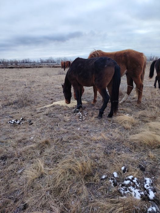 Кабыла 5 лет крепкая