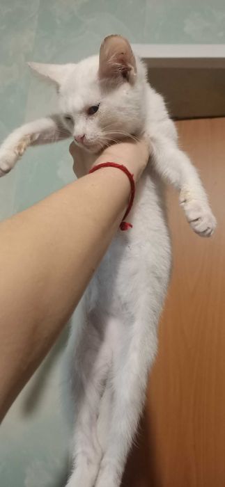 Отдам котят, подростки, в добрые