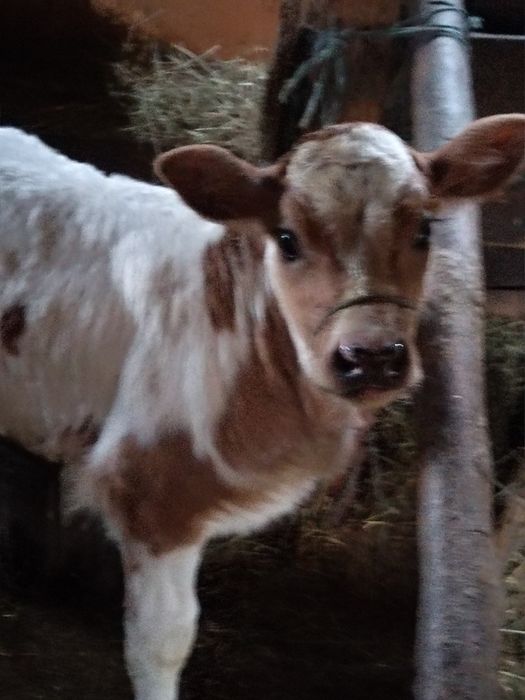 Vînd vitea de o luna