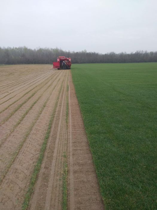 Gazon Rulou și sistem de irigare