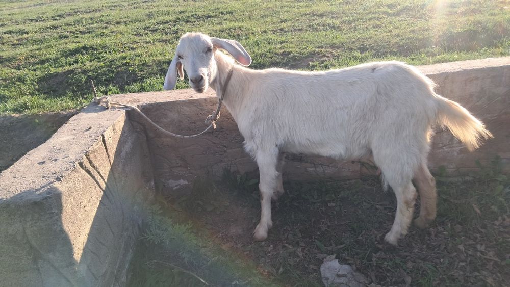 Сүтті ешкі.1 лағымен сатылады