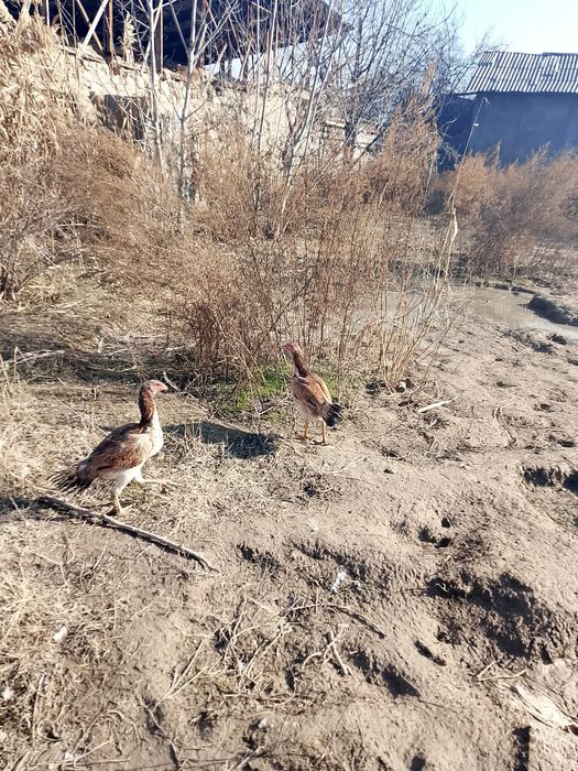 Дакан хуроз товук.