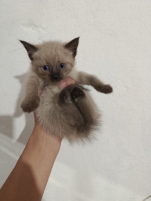 Маленький катята