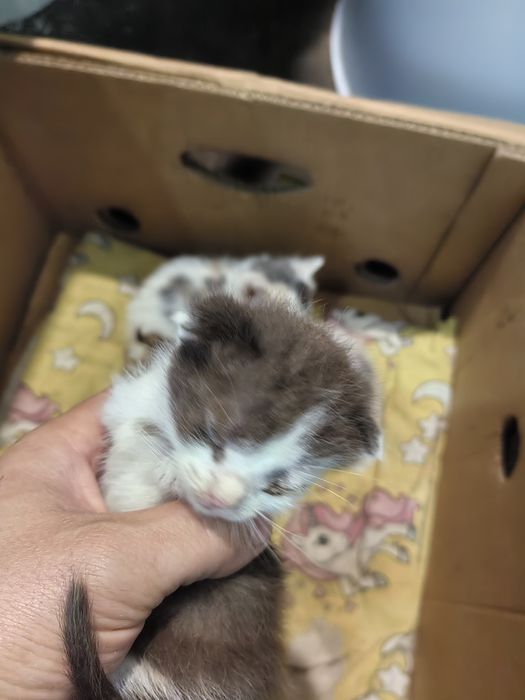 Котята , Мысықтар