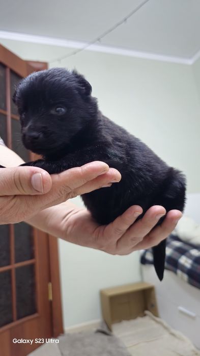 Отдадим щенка девочку  в хорошие руки