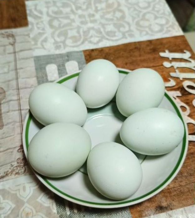 УХЕЙИЛЮЛ ТОЗА ЗОТЛИ Товук Тухамлари Сотилади