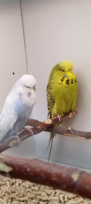 Peruși  ,pui și perechi reproducătoare