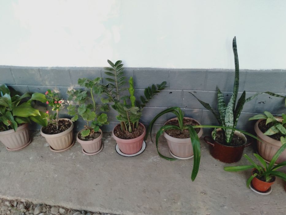 Гүлдер сатамыз,бағасы келісімді