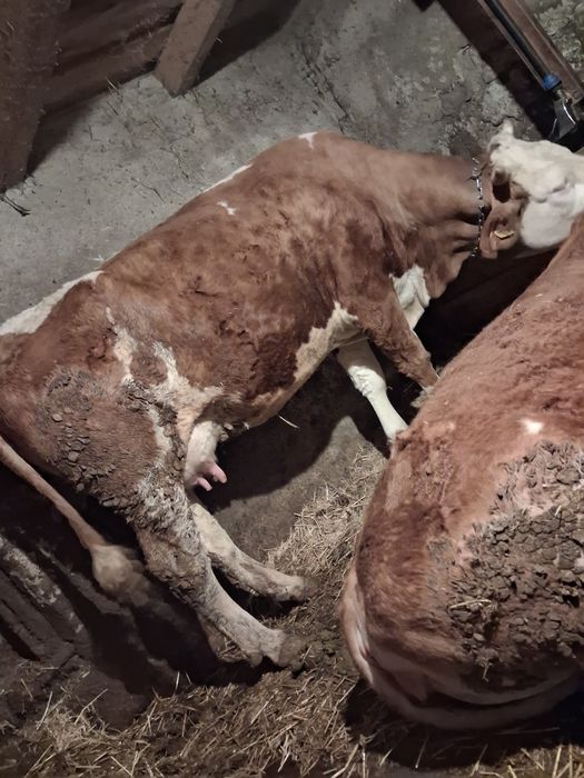 Vând vacă cu vițea