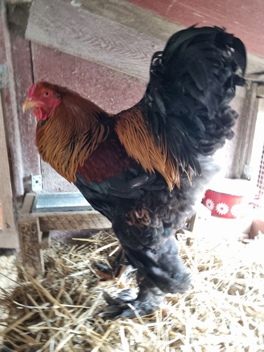 Vând cocoș din rasa de găini brahma potarnichiu