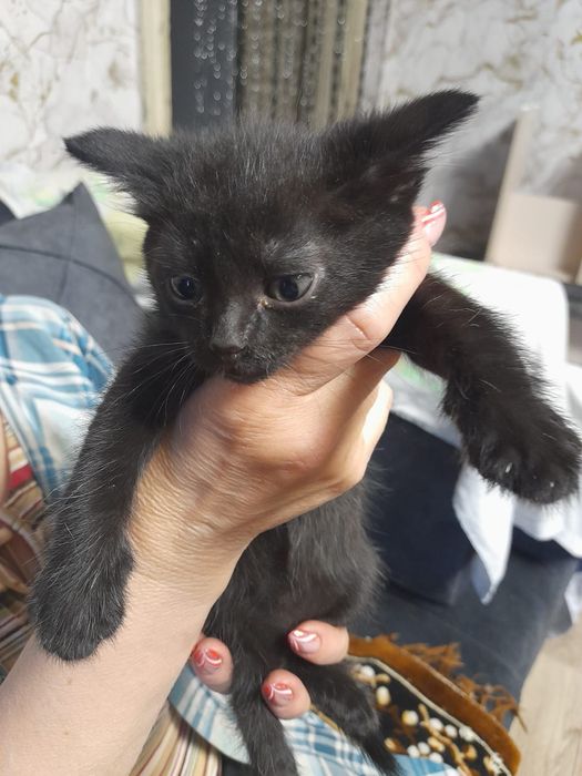 Отдам котенка(мальчик)