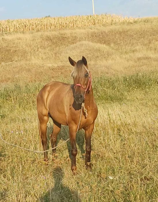 Vând iapă blândă