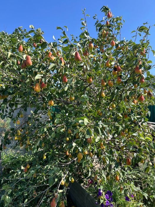 Проддам дачу с/о Химик