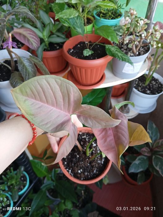 Продам комнатные растения