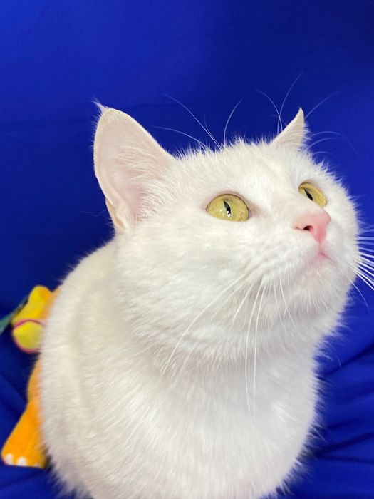 Кошка Алиска ищет дом!