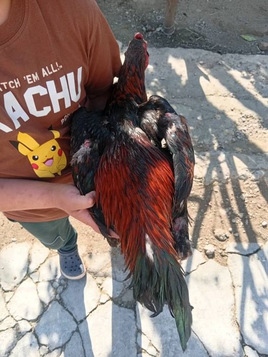 Dakan xo'roz Toza shomo