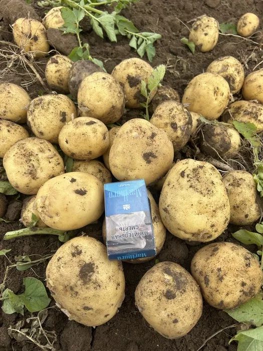 Семенной картофель Коломбо (Colomba)