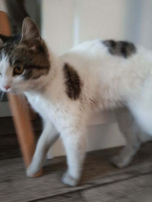 Отдаётся котёнок бесплатно